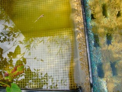 Quand et comment doit être nettoyer le filtre biologique ?